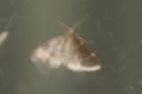 Hypsopygia glaucinalis