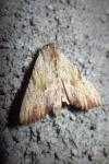 Apamea lithoxylaea