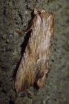 Apamea lithoxylaea