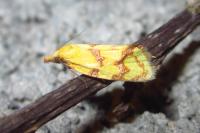 Agapeta hamana