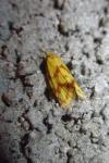 Agapeta hamana