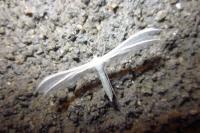 Pterophorus pentadactylus