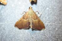 Endotricha flammealis