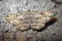Peribatodes rhomboidaria