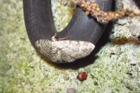 Pasiphila rectangulata