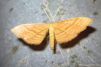 Idaea ochrata