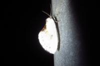 Cilix glaucata