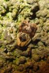 Acleris variegana