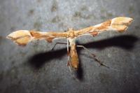 Cnaemidophorus rhododactylus
