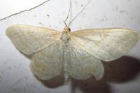 Idaea macilentaria