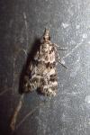 Eudonia delunella