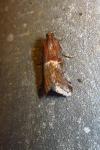 Acrobasis marmorea