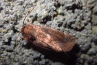 Cosmia pyralina