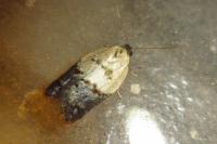 Acleris variegana