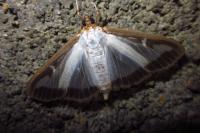 Cydalima perspectalis