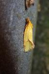 Agapeta hamana