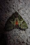 Polyphaenis sericata