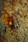 Acrobasis marmorea
