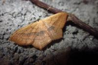 Scopula imitaria