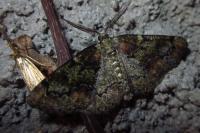 Cleorodes lichenaria