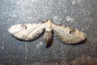 Eupithecia centaureata