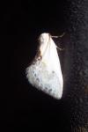 Cilix glaucata