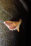 Endotricha flammealis