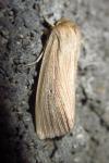 Mythimna pallens