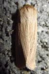 Mythimna pallens
