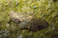 Idaea dimidiata