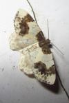 Ligdia adustata