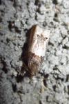 Notocelia roborana