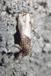 Notocelia roborana