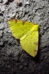 Opisthograptis luteolata