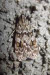 Scoparia pyralella
