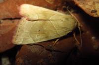 Cosmia trapezina
