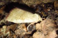 Cosmia trapezina