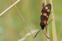 Zygaena transalpina