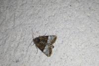 Mesoligia furuncula