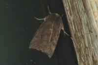 Ipimorpha retusa