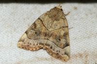 Cosmia trapezina