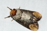 Phalera bucephala