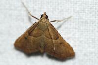 Endotricha flammealis