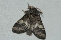 Drymonia querna
