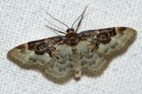 Idaea rusticata