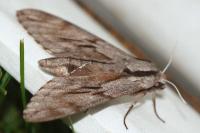 Hyloicus pinastri
