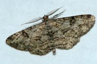 Peribatodes rhomboidaria