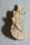 Pterostoma palpina