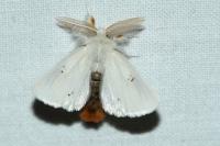 Euproctis chrysorrhoea
