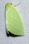 Bena bicolorana